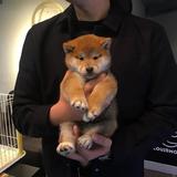 L_头像