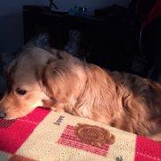 w一w爪爪的个人资料头像