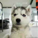联硕名车汇头像