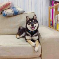 英俊的大佑头像