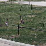 勇敢的雪狐狸头像