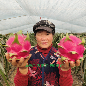 乌托邦火龙果种植基地头像