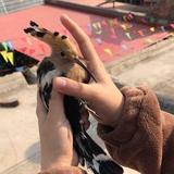 河北壮墩头像