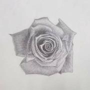 力力阳在此的个人资料头像