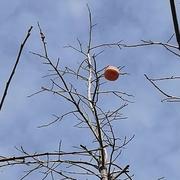 so721的个人资料头像