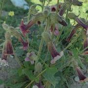 不开心的测试就给开发找茬的个人资料头像
