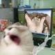 猫条是给猫吃吗头像