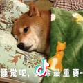 灯那当头像