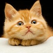 周先森爱吃素的个人资料头像