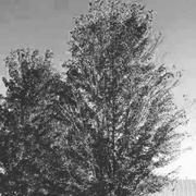 JoannaQ的个人资料头像