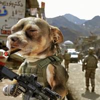 差点没吃上肉头像