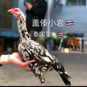 英明果断艺术家0k头像