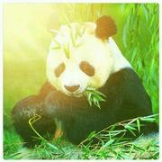 XiongMiao的个人资料头像