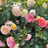 菲菲入耳头像