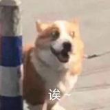 踩了牛奶的喵儿呼头像