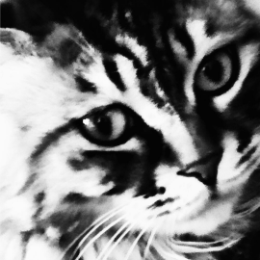 猫也扯乎头像