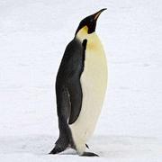 HNRobert的个人资料头像