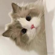 卡加德的个人资料头像