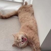 我有一只笨猪儿头像