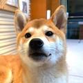 fc爱好者头像