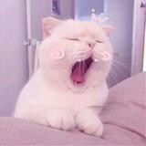 五菱星驰手动自由型头像