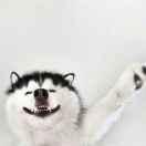 柏拉土豆的个人资料头像