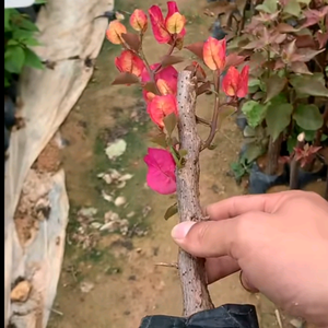 农村花果园头像