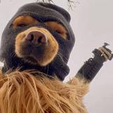 别往我枪口上撞头像