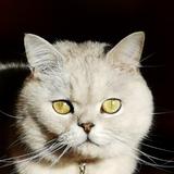 阿笨猫6头像