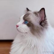 好奇猫咪的个人资料头像