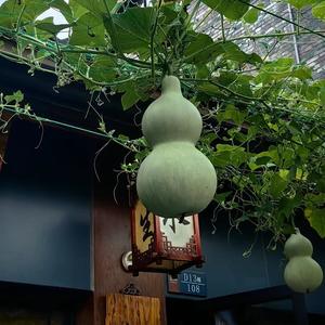 菲哥头像