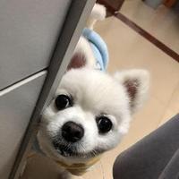 我是薛定谔滴喵头像