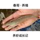 春哥养殖头像