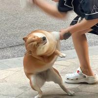 是陈不是阵头像