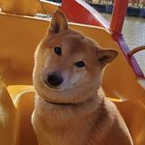 帅yolo头像