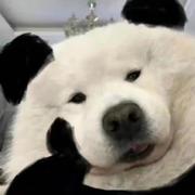 九品搬砖侍卫的个人资料头像