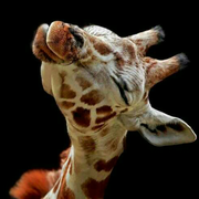 来自竹林的个人资料头像