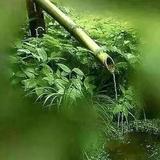 江枫渔火3806头像