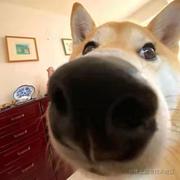 橙子里的维C的个人资料头像