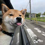 灿烂沙滩WS头像