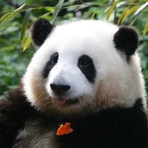 PP很寻常头像