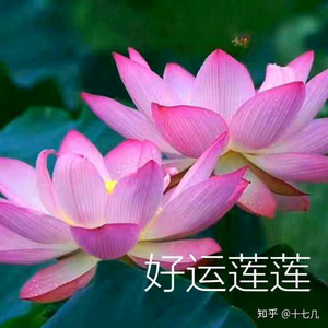 惜缘菊追剧头像