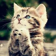 三生陌的个人资料头像