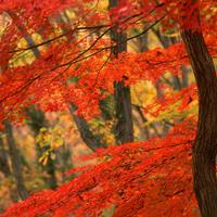 科技热动态头像