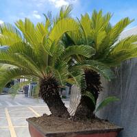 你来陪我GG头像