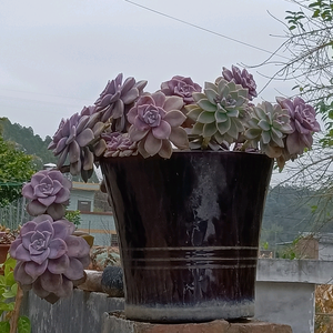 慧心妙觉头像