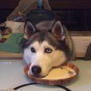 狗头大餐的个人资料头像