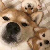沉着蛋糕ezM头像
