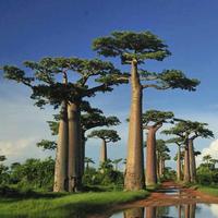 豁达圆月UM4头像