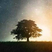 organic的个人资料头像